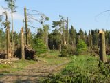 2022-05-20 - Tornado beim Sturmtief Emmelinde Solling - Steinlade bis Gehren (35)